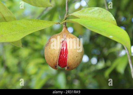 Fruits mûrs et feuilles de l'arbre de muscade (Myristica fragrans) isolés sur un fond vert naturel Banque D'Images