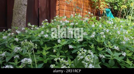 Turin Woodruff dans le jardin Banque D'Images