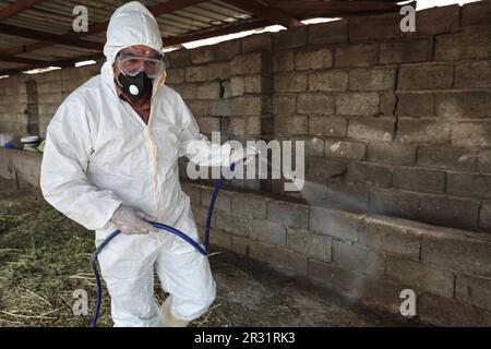 Bagdad, Irak. 22nd mai 2023. Un vétérinaire vaporise du désinfectant dans une ferme d'élevage de Bagdad, alors que les cas de fièvre hémorragique de Crimée-Congo augmentent dans le pays. Le ministère iraquien de la Santé a signalé que les cas confirmés de fièvre hémorragique de Crimée-Congo (FCMH) sont passés à 119, dont 18 décès dans tout le pays. Credit: Ameer Al-Mohammadawi/dpa/Alamy Live News Banque D'Images