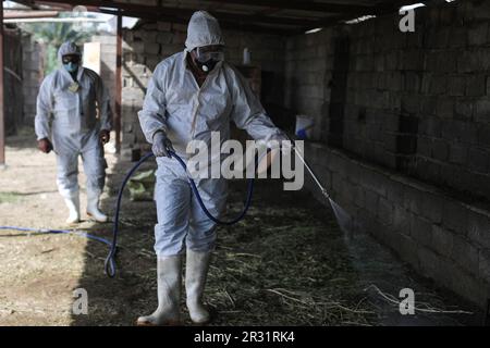 Bagdad, Irak. 22nd mai 2023. Les vétérinaires vaporisateurs de désinfectant dans une ferme d'élevage de Bagdad, alors que les cas de fièvre hémorragique de Crimée-Congo augmentent dans le pays. Le ministère iraquien de la Santé a signalé que les cas confirmés de fièvre hémorragique de Crimée-Congo (FCMH) sont passés à 119, dont 18 décès dans tout le pays. Credit: Ameer Al-Mohammadawi/dpa/Alamy Live News Banque D'Images