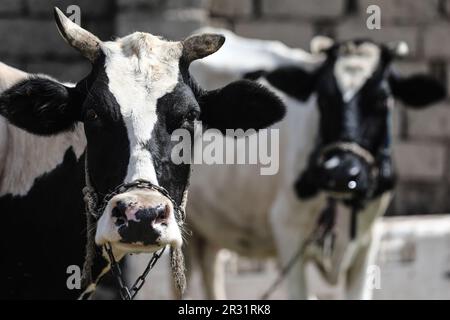 Bagdad, Irak. 22nd mai 2023. Des vaches se trouvent dans une ferme d'élevage à Bagdad, où des vétérinaires mènent une campagne de désinfection dans le contexte d'une augmentation des cas de fièvre hémorragique de Crimée-Congo dans le pays. Le ministère iraquien de la Santé a signalé que les cas confirmés de fièvre hémorragique de Crimée-Congo (FCMH) sont passés à 119, dont 18 décès dans tout le pays. Credit: Ameer Al-Mohammadawi/dpa/Alamy Live News Banque D'Images