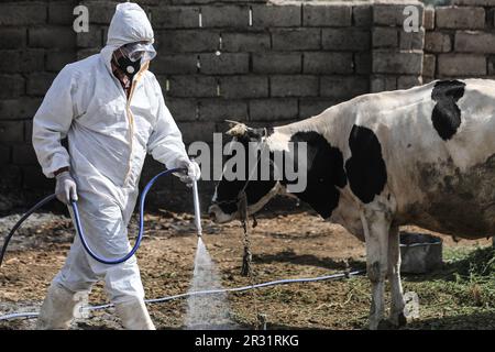 Bagdad, Irak. 22nd mai 2023. Un vétérinaire vaporise du désinfectant dans une ferme d'élevage de Bagdad, alors que les cas de fièvre hémorragique de Crimée-Congo augmentent dans le pays. Le ministère iraquien de la Santé a signalé que les cas confirmés de fièvre hémorragique de Crimée-Congo (FCMH) sont passés à 119, dont 18 décès dans tout le pays. Credit: Ameer Al-Mohammadawi/dpa/Alamy Live News Banque D'Images