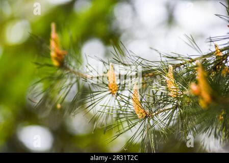 Fleurs de pin fleuries au printemps, en plein air dans la forêt. Banque D'Images