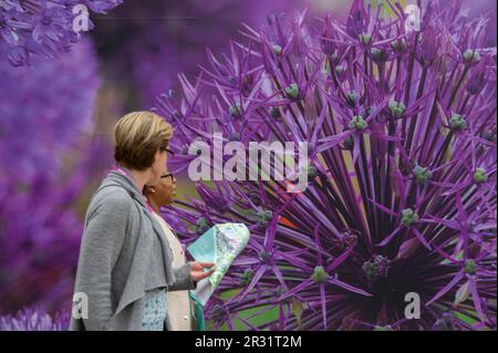 Royal Hospital Chelsea, Londres, Royaume-Uni. 22nd mai 2023. Journée de presse d'ouverture du RHS Chelsea Flower Show (public 23-27 mai), le plus grand spectacle de fleurs du monde. Crédit : Malcolm Park/Alay Live News Banque D'Images