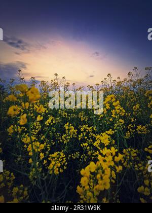 Gros plan champ de colza sous le ciel du coucher du soleil, fond vertical. Le soir, atterrissez avec des fleurs de canola jaune. Floraison saisonnière des terres agricoles de printemps Banque D'Images