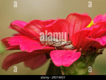 Sauterelle à cornes courtes (Pezotettix giornae) adulte assis dans une fleur Banque D'Images