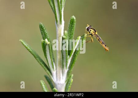 Long aéroglisseur (Sphaerophoria scripta) adulte mâle au repos, arrière-plan flou. Banque D'Images