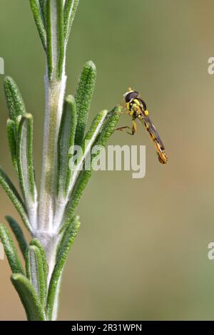 Sphaerophoria scripta, long aéroglisseur mâle adulte reposant sur le romarin. Banque D'Images