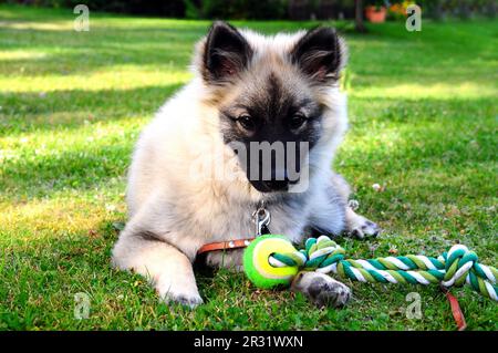 Chien jouant sur la prairie Banque D'Images