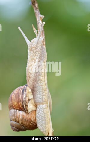 Escargot de Bourgogne (Helix pomatia) escalade, rampant une branche, gros plan flou vert fond. Banque D'Images