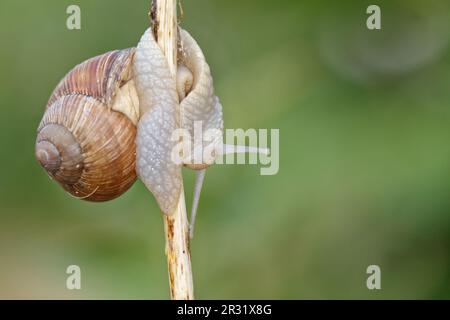 Escargot de Bourgogne (Helix pomatia) gros plan, fond vert flou. Banque D'Images