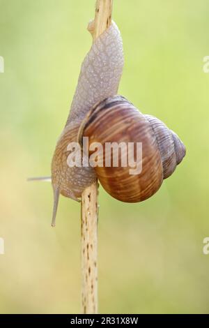 Helix pomatia, escargot de Bourgogne, escargot romain grimpant une branche, arrière-plan flou. Banque D'Images