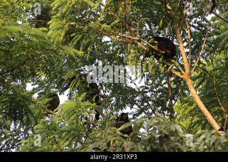 Petite famille de singes hurleurs noirs guatémaltèques (Alouatta pigra) au Belize Banque D'Images
