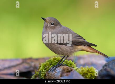 Photo de la femelle Black Redstart (phoenicurus ochruros) de près d'un oiseau perché sur des branches de mousse Banque D'Images