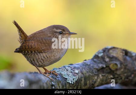 Wren eurasien (troglodytes troglodytes) grand posant sur la branche couverte de lichen à la fin de l'été Banque D'Images