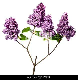 Branche lilas isolée sur blanc Banque D'Images