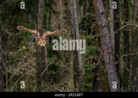 Tawny Owl - Strix aluco, hibou commun béatiful des forêts et des terres boisées d'Euroasian, République tchèque. Banque D'Images