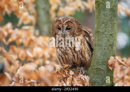 Tawny Owl - Strix aluco, hibou commun béatiful des forêts et des terres boisées d'Euroasian, République tchèque. Banque D'Images