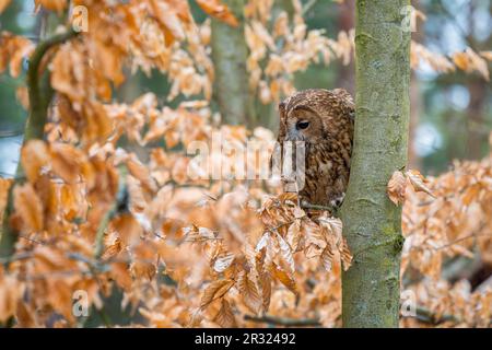 Tawny Owl - Strix aluco, hibou commun béatiful des forêts et des terres boisées d'Euroasian, République tchèque. Banque D'Images