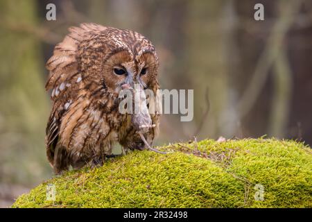 Tawny Owl - Strix aluco, hibou commun béatiful des forêts et des terres boisées d'Euroasian, République tchèque. Banque D'Images