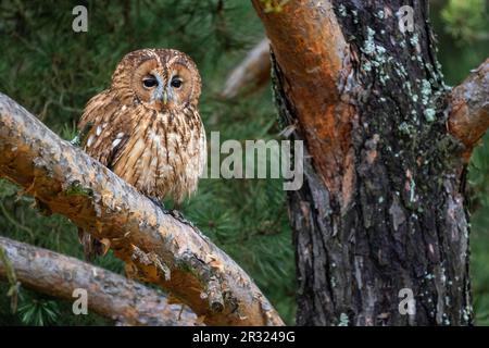 Tawny Owl - Strix aluco, hibou commun béatiful des forêts et des terres boisées d'Euroasian, République tchèque. Banque D'Images