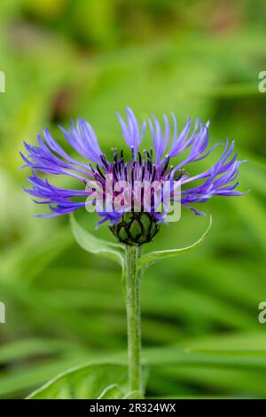 Centaurea montana ,plante de maïs vivace en fleur en Écosse Mai 2020 Banque D'Images