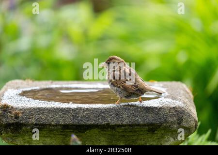 Maison parrow, Passer domesticus, debout sur un bain d'oiseaux Banque D'Images