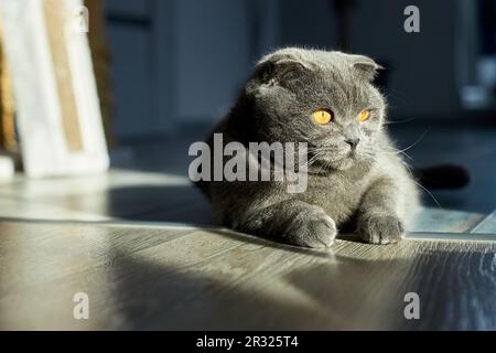 Un chat tabby écossais gris gras se trouve sur le sol, animal domestique, animal d'amour. Banque D'Images