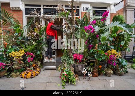 Londres, Royaume-Uni. 22 mai 2023 Une propriétaire d'atelier décorera son magasin avec des fleurs dans le cadre de Chelsea à Bloom le jour d'ouverture du salon de fleurs RHS Chelsea. Credit: amer ghazzal / Alamy Live News Banque D'Images