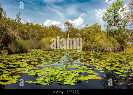 Le marais du jardin botanique de Rayong, avec ses fleurs de lotus, ses arbustes et ses arbres verts luxuriants, est une destination populaire pour les touristes. Banque D'Images