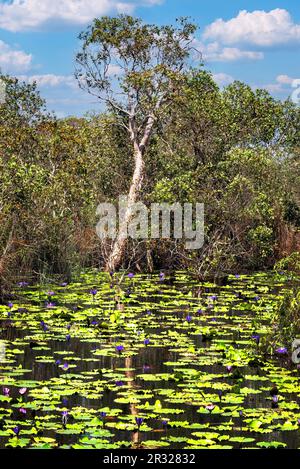 Le marais du jardin botanique de Rayong, avec ses fleurs de lotus, ses arbustes et ses arbres verts luxuriants, est une destination populaire pour les touristes. Banque D'Images