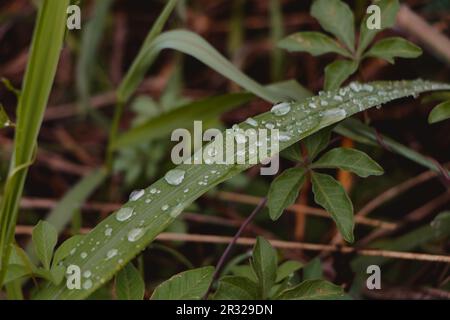 Rosée sur l'herbe Banque D'Images