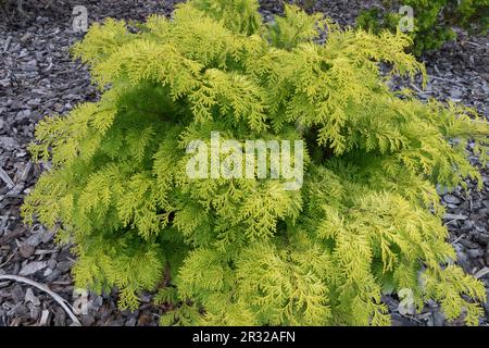 Cyprès japonais, Hinoki Cypress 'Kerdalo', Chamaecyparis obtusa 'Kerdalo' Tree, conifères, Dwarf in Garden large-étalant arbuste sans une pousse principale Banque D'Images