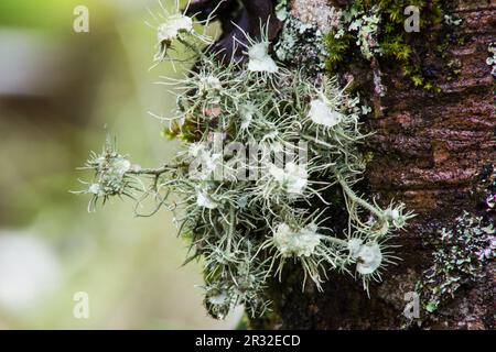 Usnea florida, lichen, arbre, tronc d'arbre Banque D'Images