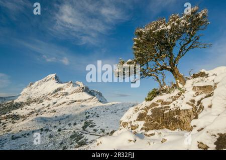 Macizo del Puig Major1436 les métros, Varese, Sierra de Tramontana, Mallorca, islas Canarias, España, Europa. Banque D'Images