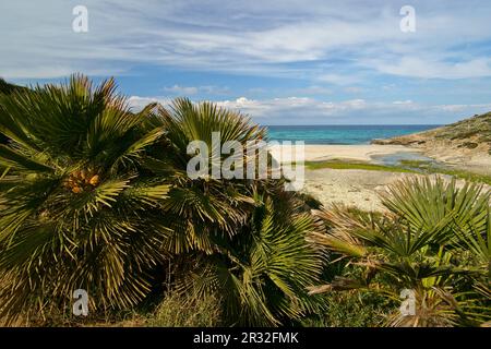 Sa Font Celada. Península de Llevant.Artà.Mallorca.Islas Baleares. España. Banque D'Images