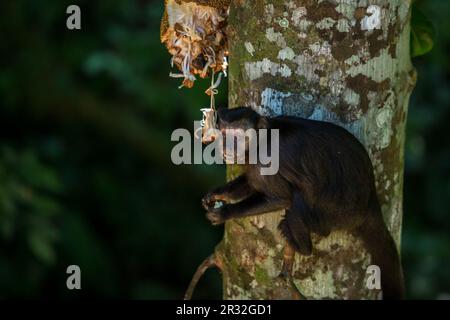 (230522) -- RIO DE JANEIRO, 22 mai 2023 (Xinhua) -- cette photo prise sur 20 mai 2023 montre un singe au parc national de Tijuca à Rio de Janeiro, Brésil. (Photo de Claudia Martini/Xinhua) Banque D'Images