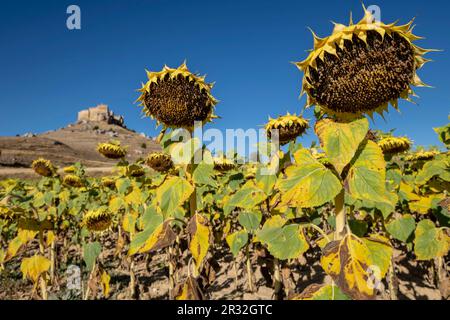 Campo de girasoles, Helianthus annuus, le château de Gormaz, Siglo X, Gormaz, Soria, Comunidad Autónoma de Castilla, l'Espagne, l'Europe. Banque D'Images