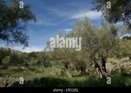 Olivar de Muntanya. Bunyola.Sierra de Tramuntana.Mallorca.Islas Baleares. España. Banque D'Images