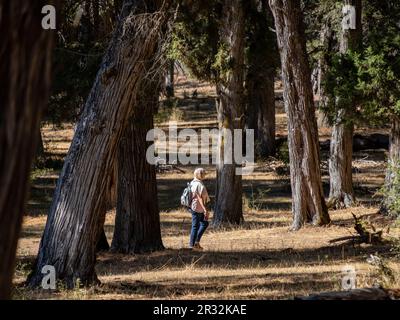 Sabinas albares (Juniperus thurifera), Espacio Natural del Sabinar de Calatañazor, Soria, Comunidad Autónoma de Castilla, l'Espagne, l'Europe. Banque D'Images