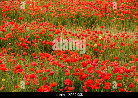 Papaver rhoeas, amapola silvestre, Porreres, Mallorca, Islas Baleares, Espagne. Banque D'Images