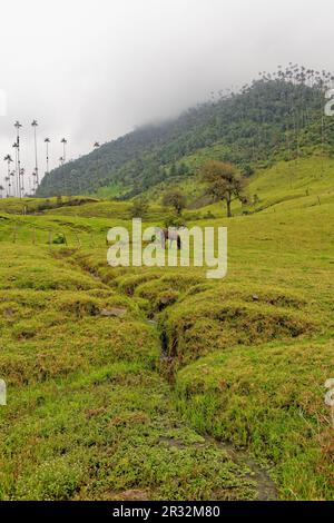 Vallée de Cocora, QuindÃ­o, Colombie Banque D'Images