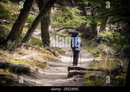 sendero hacia la laguna Capri y al campamento Poincendiot, El Chalten, parque nacional Los Glaciares, republica Argentina,Patagonia, cono sur, Amérique du Sud. Banque D'Images