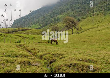 Vallée de Cocora, QuindÃ­o, Colombie Banque D'Images