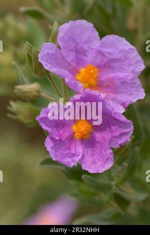 Estepa Blanca (Cistus albidus). Puig de Randa.Llucmajo-Algaidar.Mallorca.Baleares.España. Banque D'Images