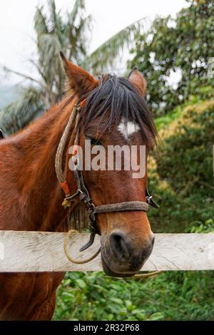 Cheval, Vallée de Cocora, QuindÃ­o, Colombie Banque D'Images