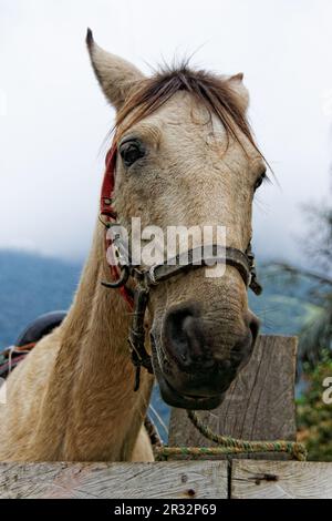 Cheval, Vallée de Cocora, QuindÃ­o, Colombie Banque D'Images