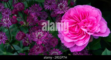 Rosa 'Gertrude Jekyll' parmi Astrantia Banque D'Images