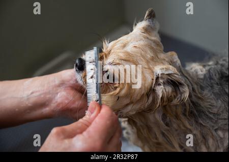 Une femme peigne le museau d'un mignon chien de Poméranie dans un salon de toilettage. Banque D'Images