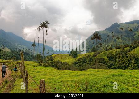 Vallée de Cocora, QuindÃ­o, Colombie Banque D'Images